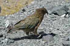 Kea (12 von 19).jpg